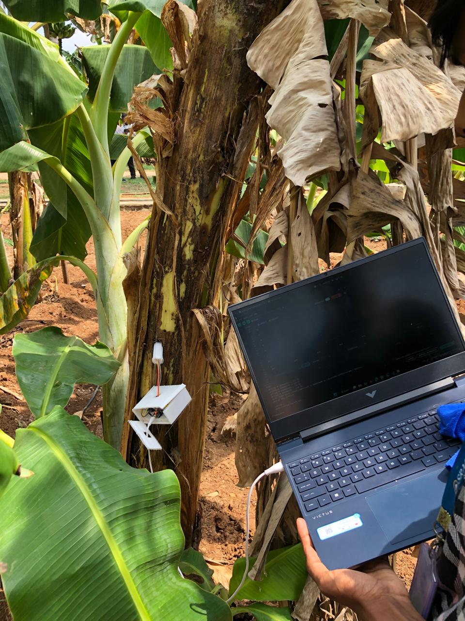 Banana Weevil Detection project using Deep Learning